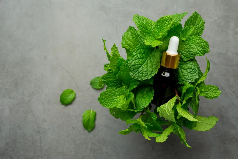 Dementholised Peppermint Oil For Pharmaceutical Use