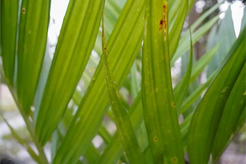 Calamus Oil For Perfumery & Fine Fragrances