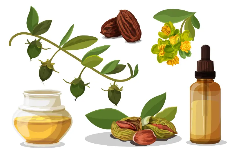 Cardamom Oil For Aromatic Excellence in Fine Fragrances