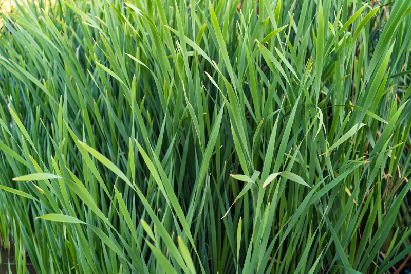 Citronella Oil For Cosmetics & Personal Care