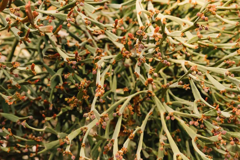 Best Cypriol Oil For Aromatherapy and Meditative Blends