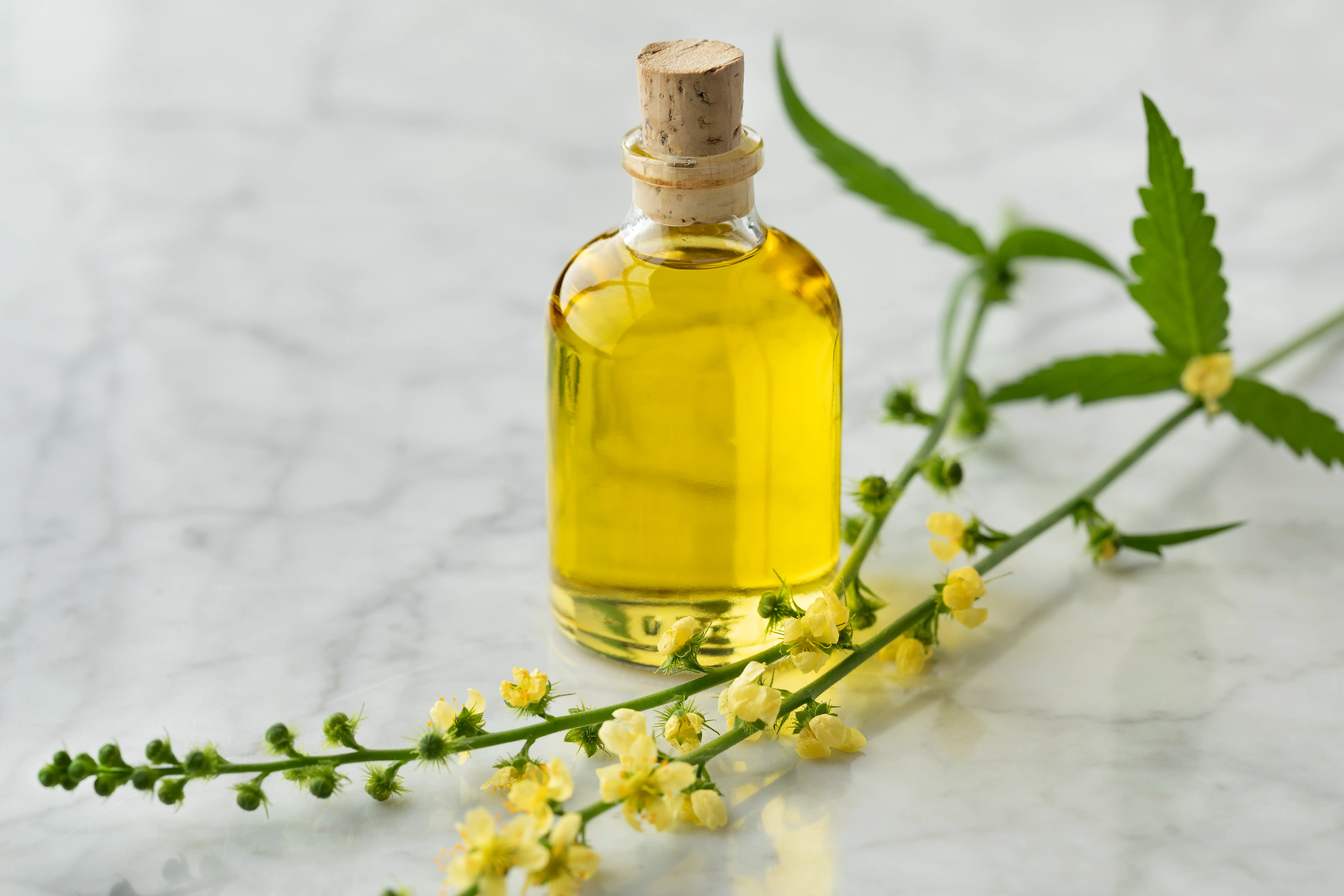Davana Oil