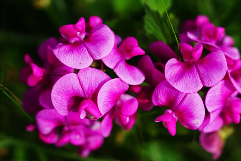 Geraniol For Home Care & Industrial Applications