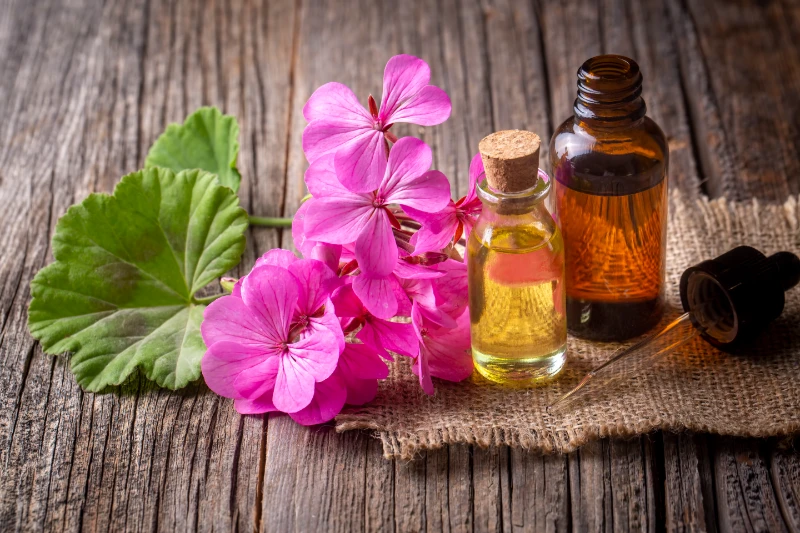 Geranium Oil Manufacturers in India