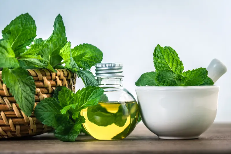 Best L-Menthone Manufacturers in India
