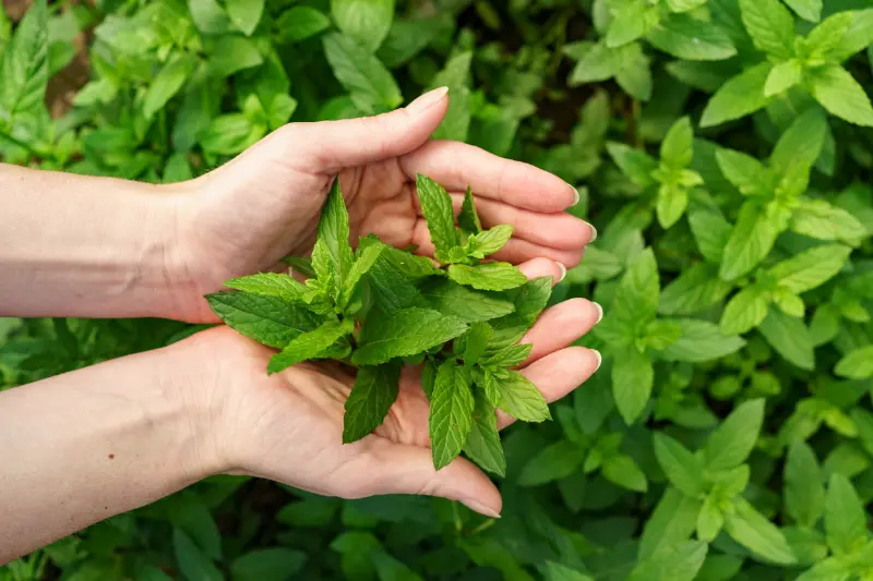Mentha Citrata Oil Exporters in India
