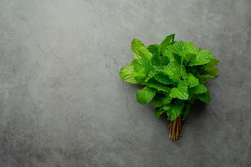 Mentha Citrata Oil For Perfumery & Personal Care