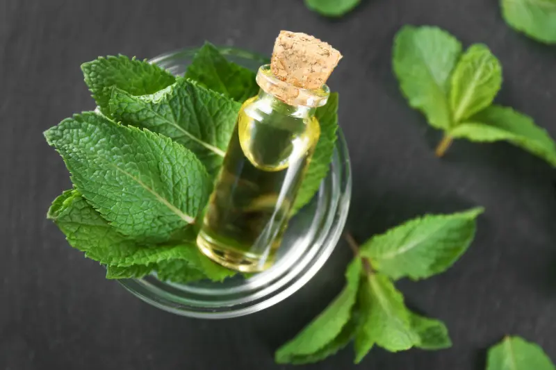 Mentha Citrata Oil For Skincare & Cosmetics