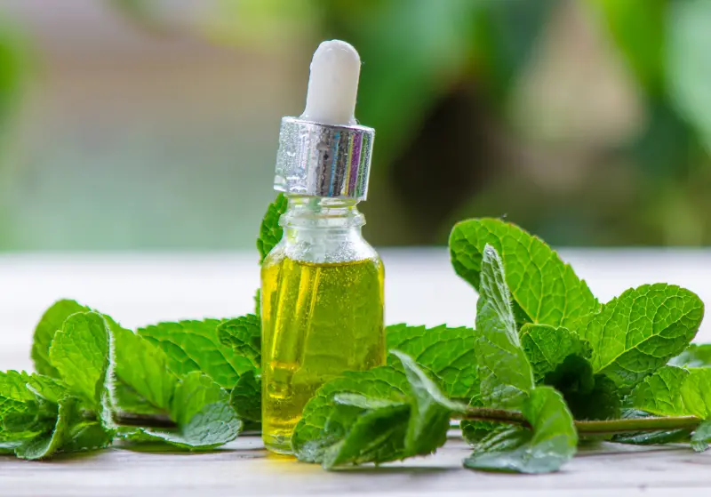 Mentha Citrata Oil Mentha Citrata Oil Manufacturers in India