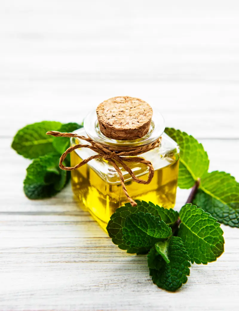 Mentha Citrata Oil Suppliers in India