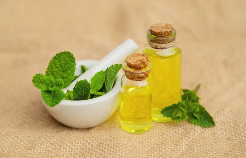 Mentha Piperita Oil For Pharmaceutical Applications