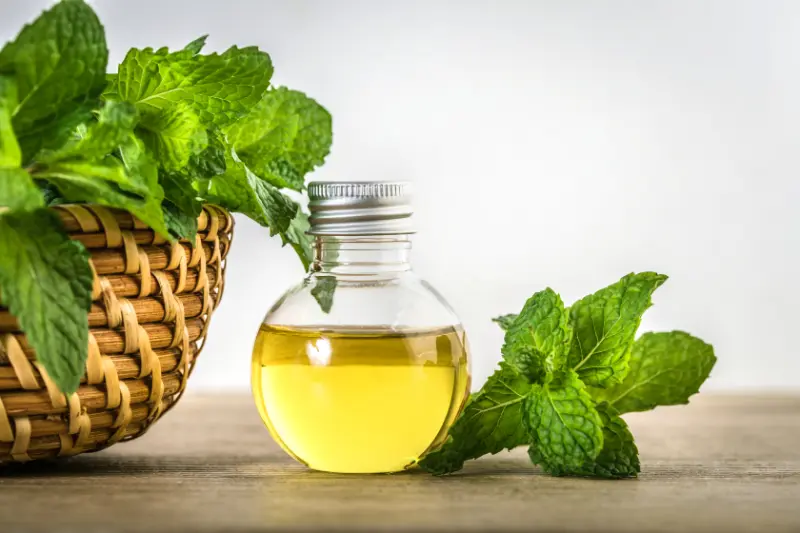 Mentha Piperita Oil Manufacturers in India