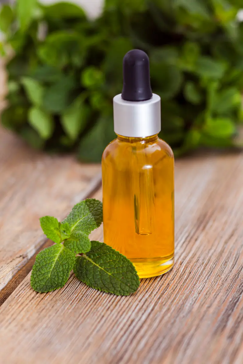 Mentha Piperita Oil Suppliers in India