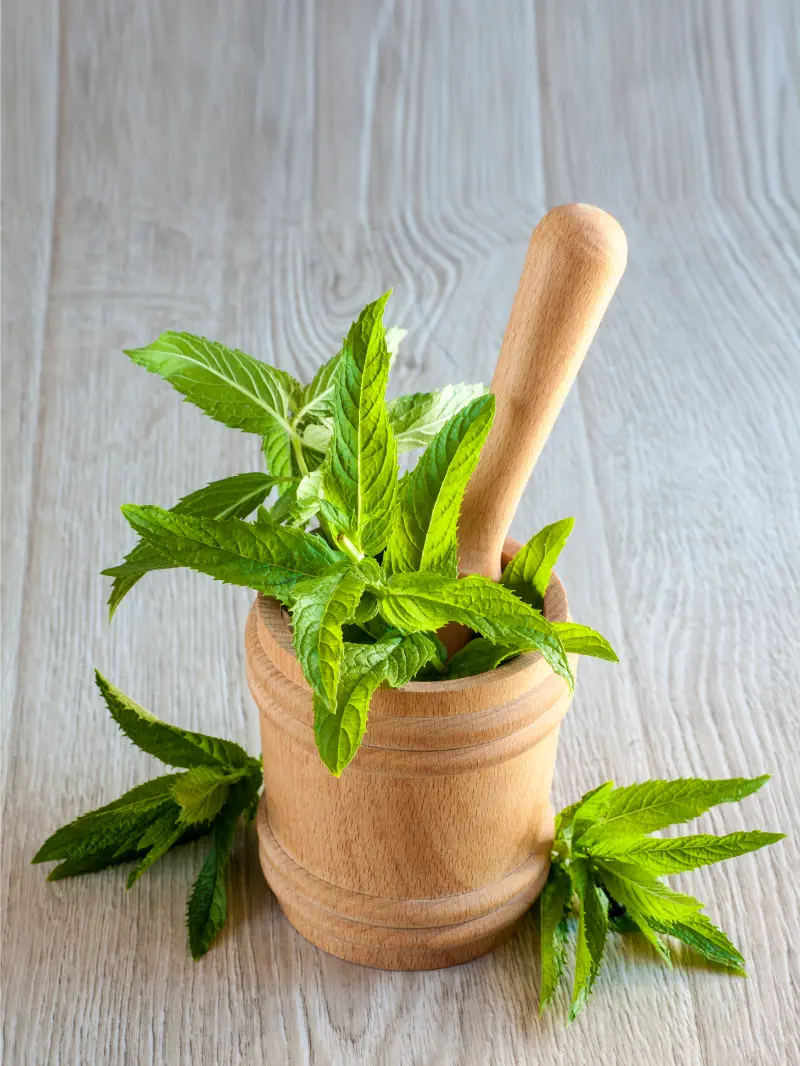 Top Menthol Crystal Suppliers in India