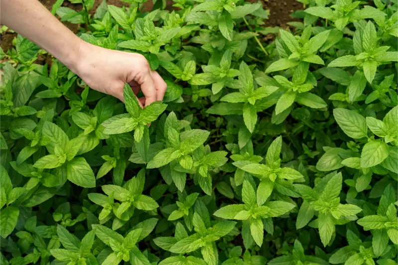 Best Menthol Liquid Manufacturers in India