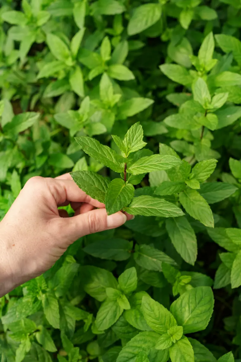 Spearmint Oil Suppliers in India