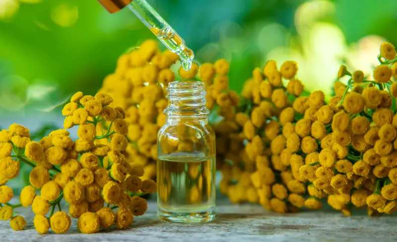 Tagetes Oil For Aromatherapy