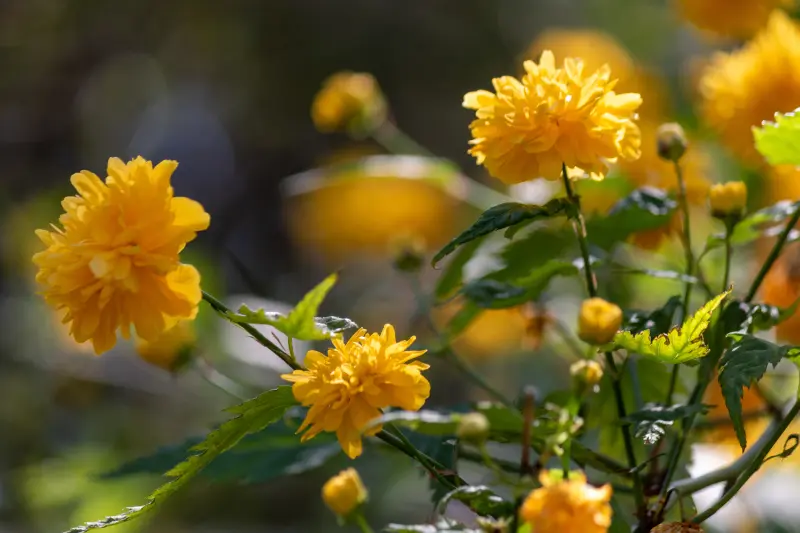 Tagetes Oil For Perfumery & Personal Care